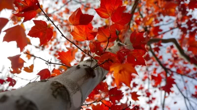 low-angle-perspective-tree-with-beautiful-canopy low-angle-perspective-tree-with-beautiful-canopy